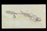 Two Knightia Fossil Fish - Wyoming #88573-1